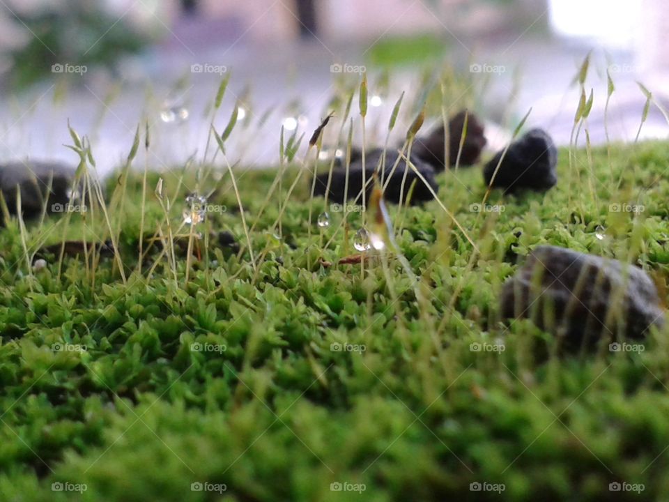 Moss conditions after rain