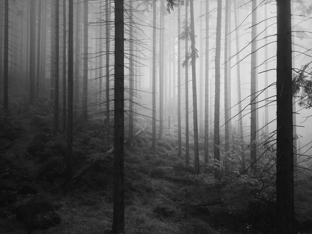 Dark woods