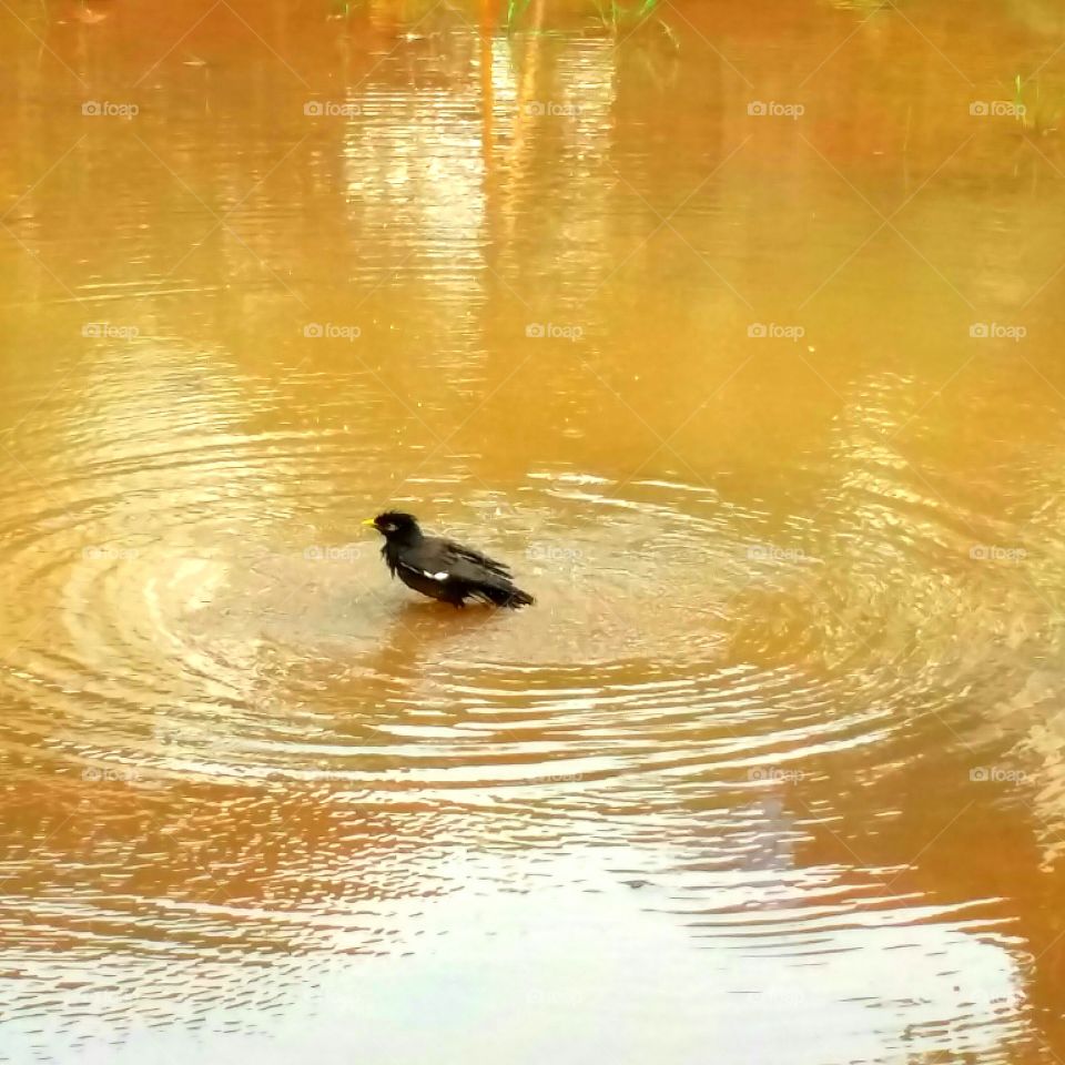 Common myna bird in water