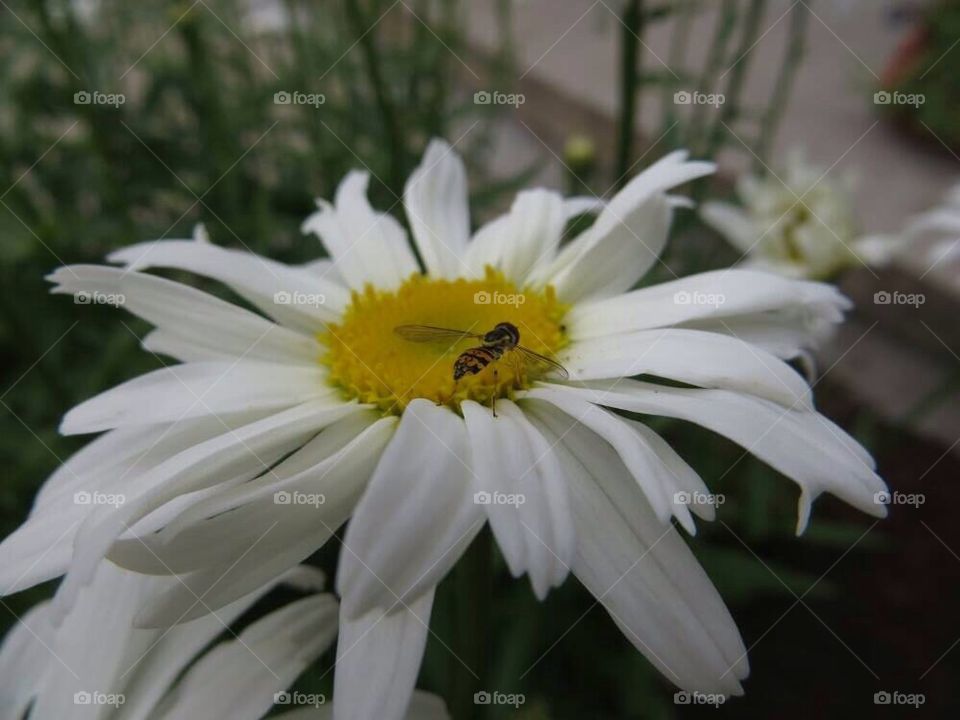 Bug with a daisy