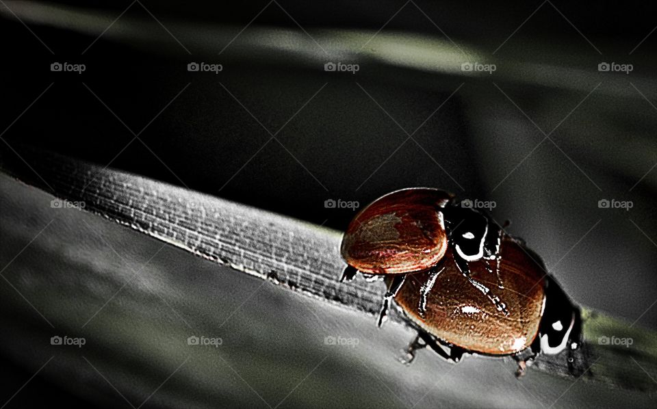 Dark, Insect, No Person, Reflection, Color