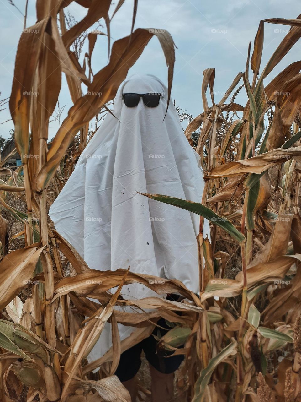 Halloween costume photo of a ghost among the autumn corn and autumn plants
