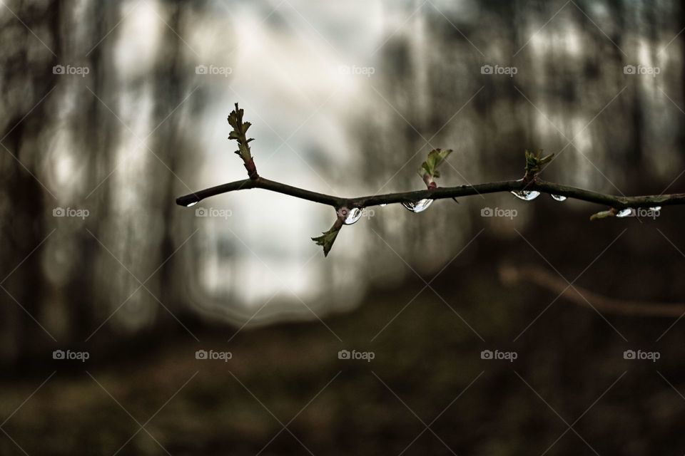 New spring blossoms on rainy day