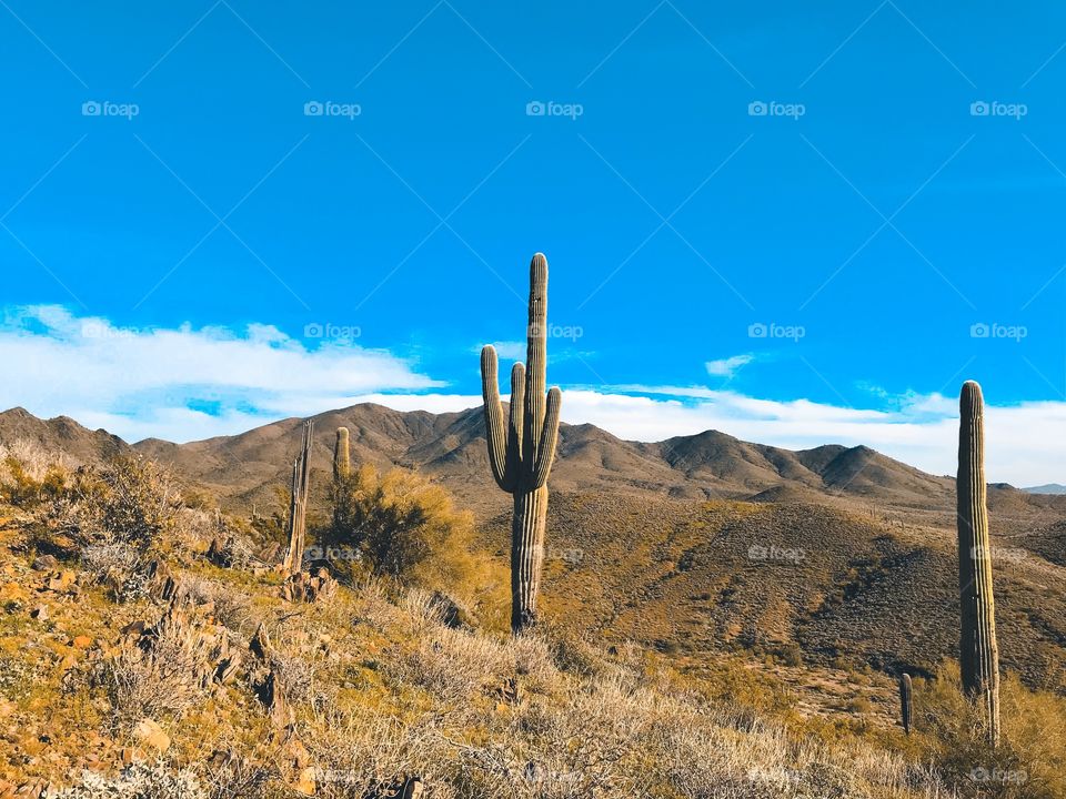 Desert Cactus land 🌵