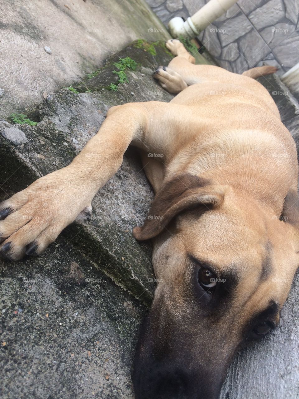 Cão 