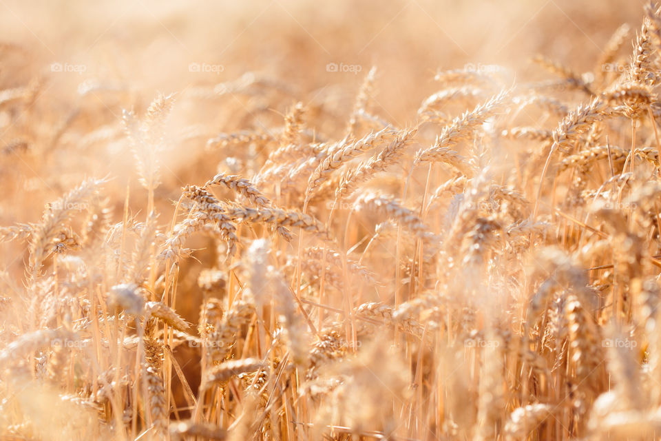 Closeup of field of ripe golden wheat 🌾