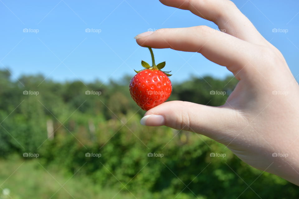 Last strawberry