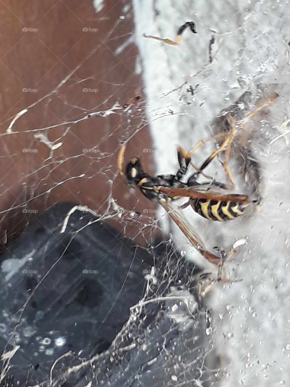 wasp in caught in a spider web