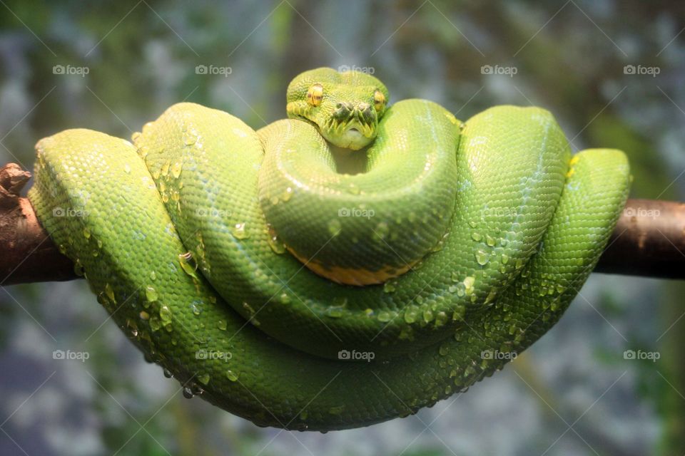 Green python