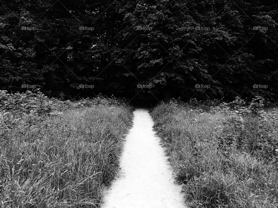 Black Forrest Path