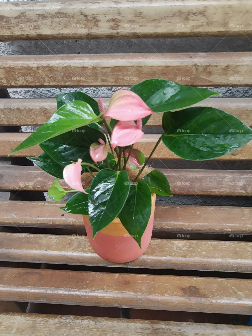 anthurium rose