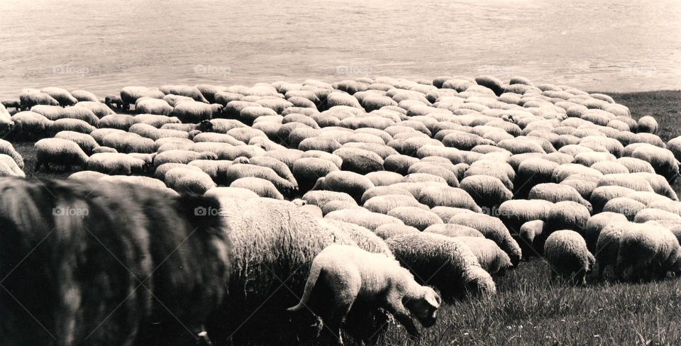 So many sheep it nearly looks like stones...