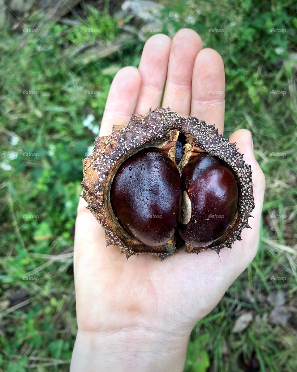 Gathering buckeyes