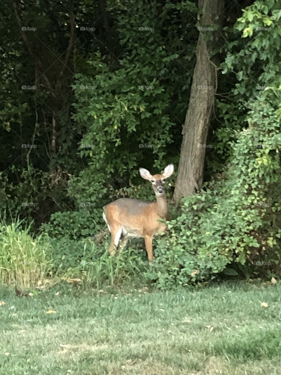 Deer feeding and watching in the woods 