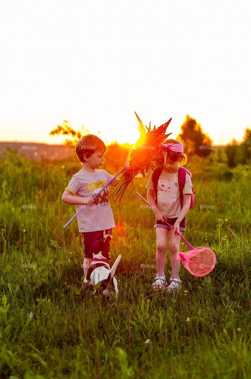 children walk the dog in the rays of sunset, pick flowers and catch butterflies with nets.