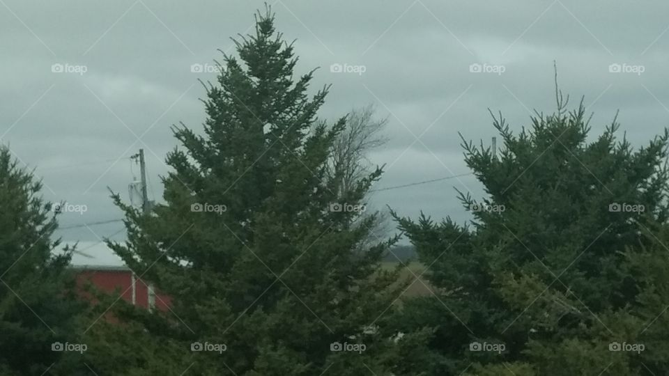 Tree, Landscape, No Person, Conifer, Nature