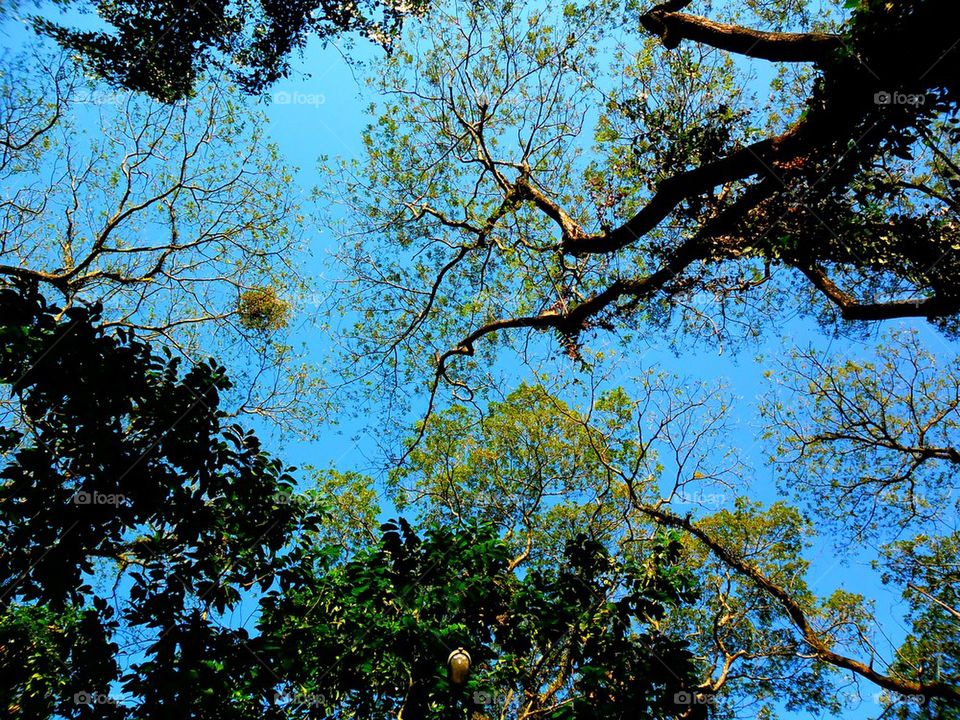 sky nature bark trunk by junpinzon