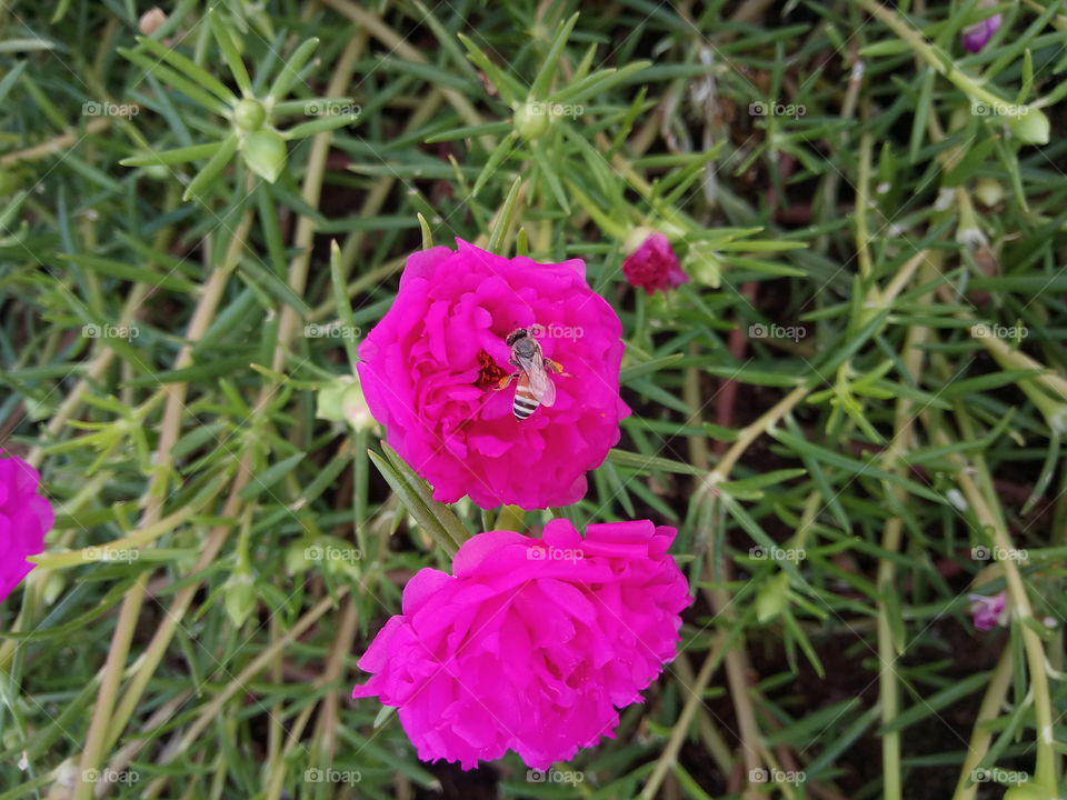 Small Honey bee on flower