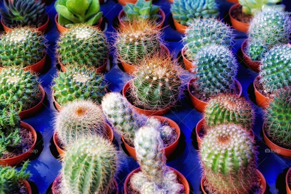 beautiful cactus