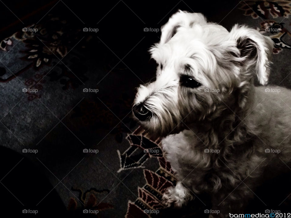 white dog pets schnauzer by medjus09