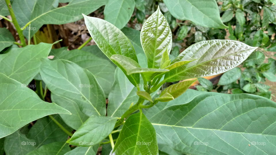 NATURE, FLORA, ENVIRONMENT.