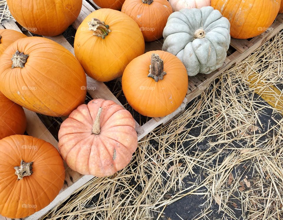 pumpkin picking