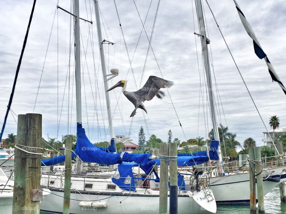 Pelican is flying above boats in Florida 