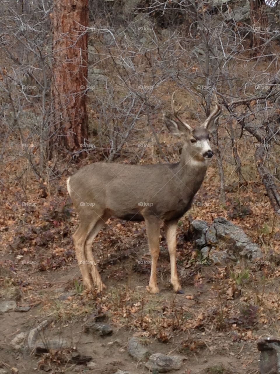 Mule deer buck
