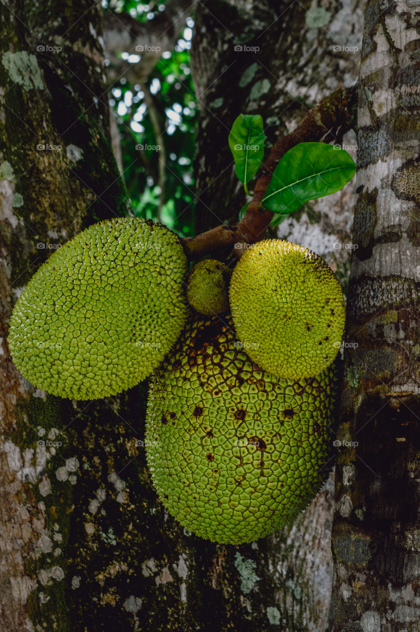 jackfruit is the fruit of the jackfruit, a tropical tree brought from India to Brazil in the 18th century.  It is a tree that reaches 20 m in height and its trunk is more than 1 m in diameter.