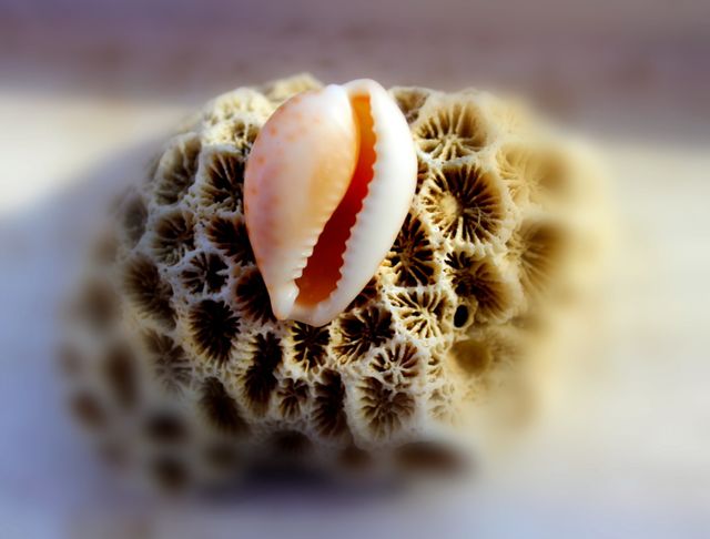 Sea shell