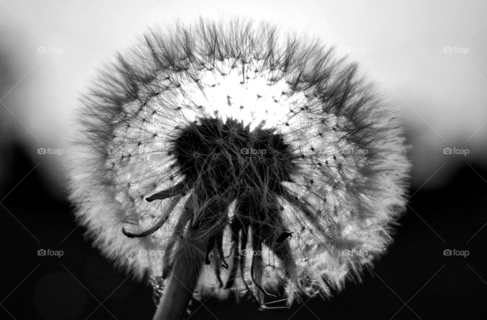 dandelion
