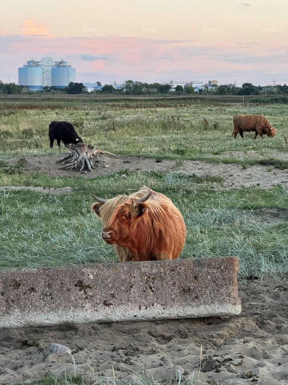 cows (highland cattle) grazing on the grass against the background of a farm