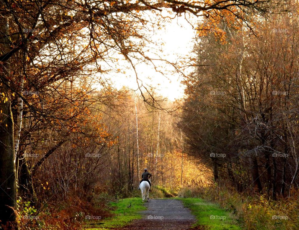 Forest in every season