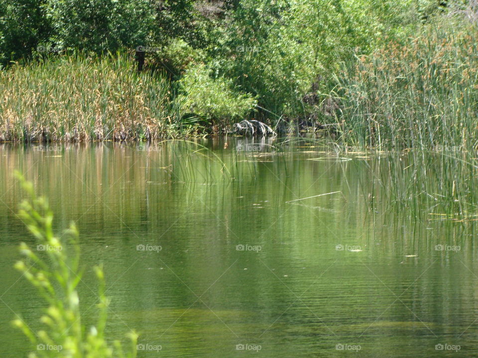 Pond reflections 