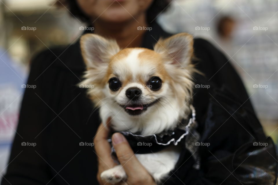 lady owner holding her pet, a cute puppy dog chihuahua