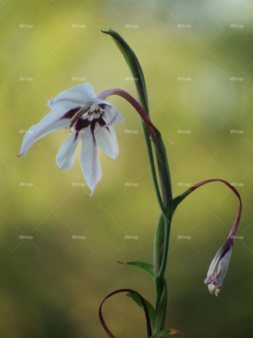 White bloom on a stalk with a soft focus background