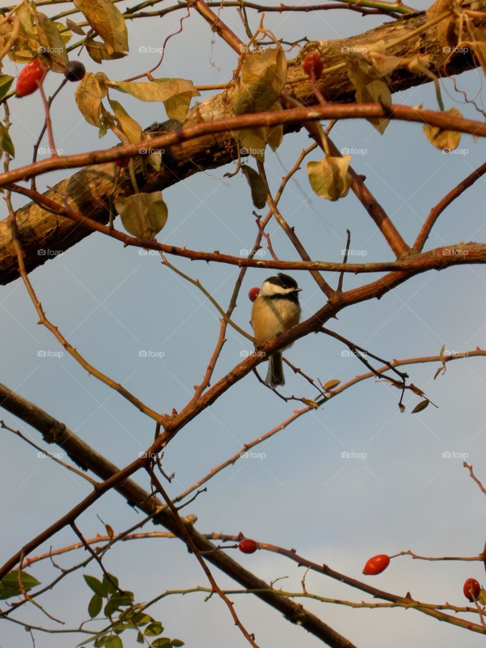 Chickadee perch