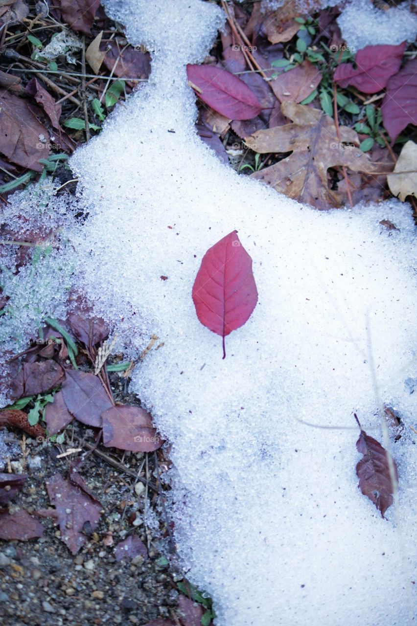A winter scene of a fallen single red leaf against an icy patch of snow cradled by muted leaves of Fall. 