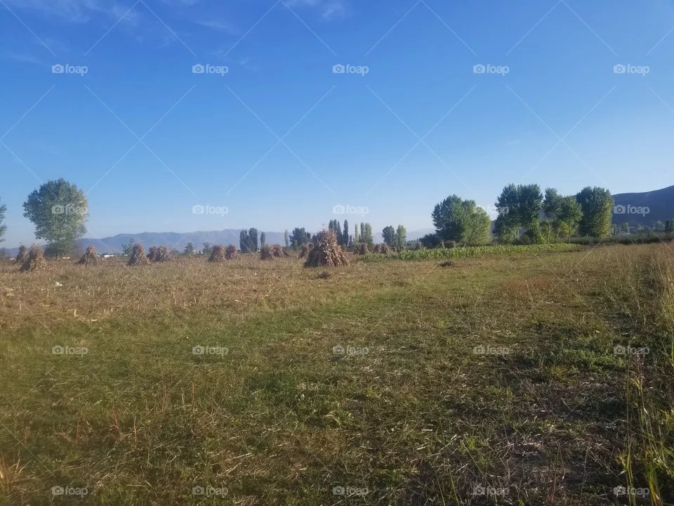 corn nature