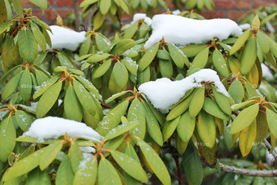 snow winter green leaves by twilite