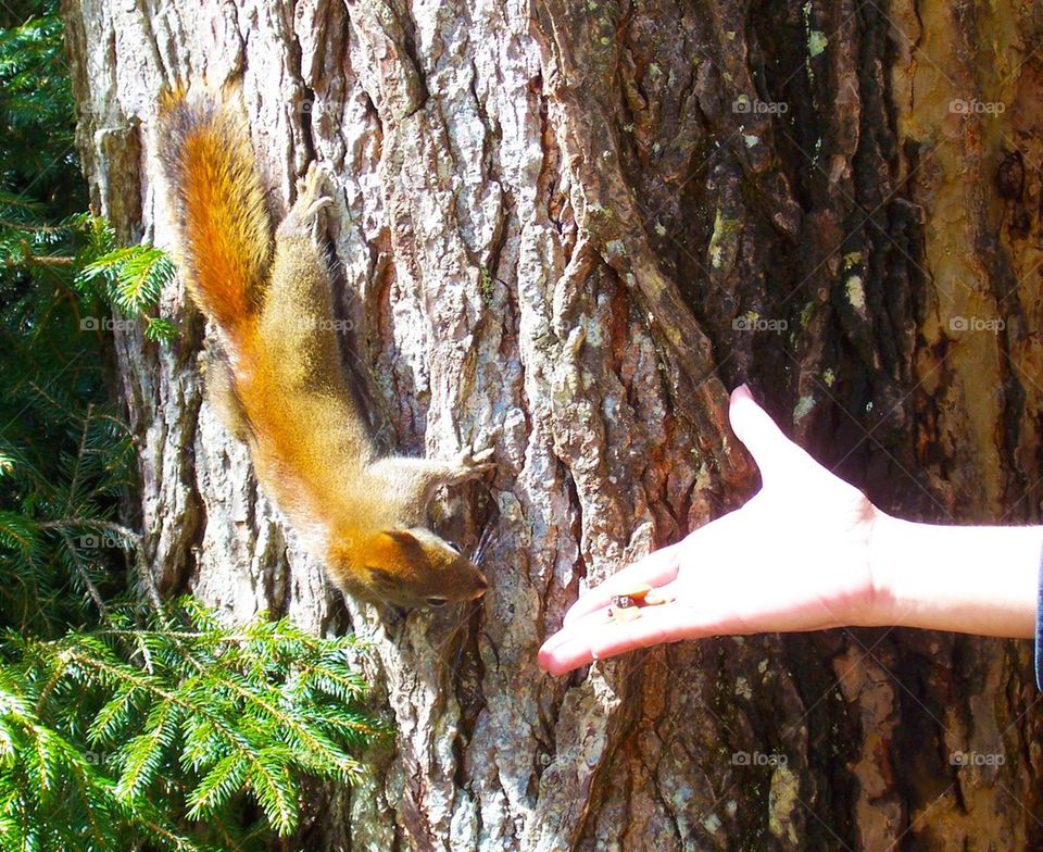 Friendly forest squirrel