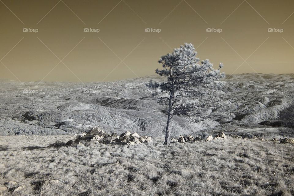 Infrared landscape