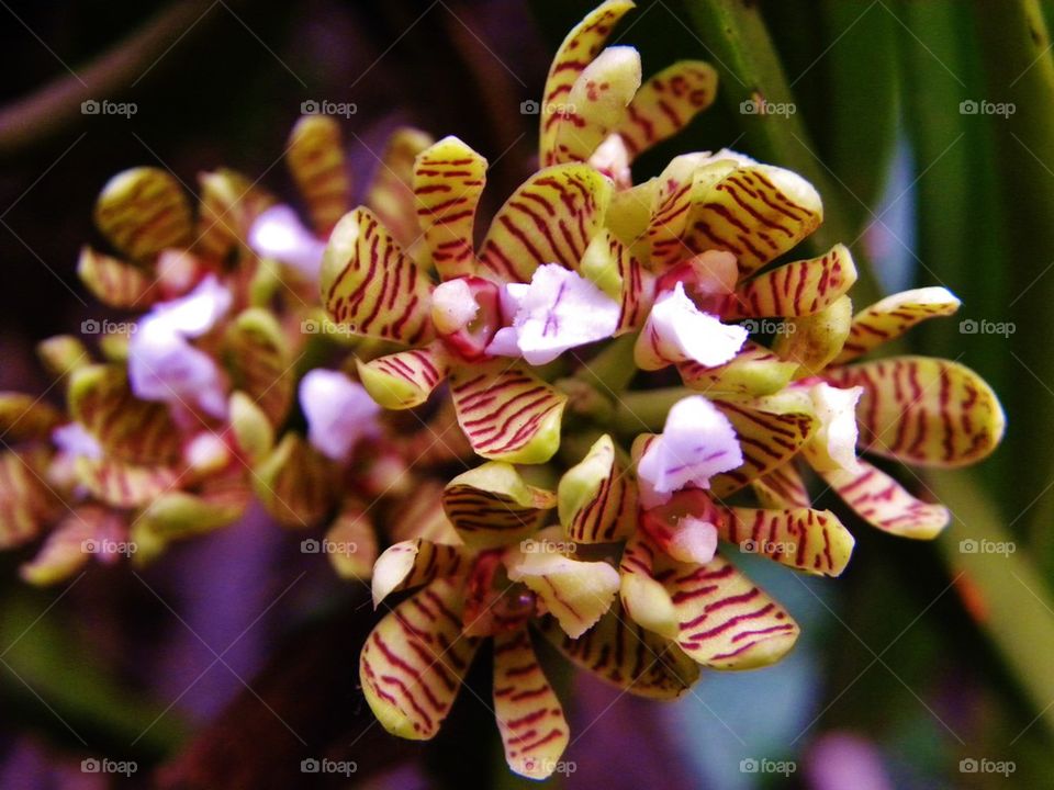 Orchid flowers from sri lanka
