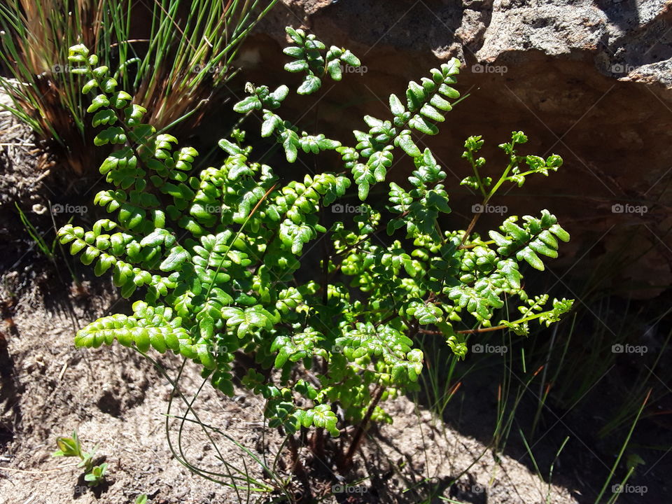 A traditional tobacco plant.