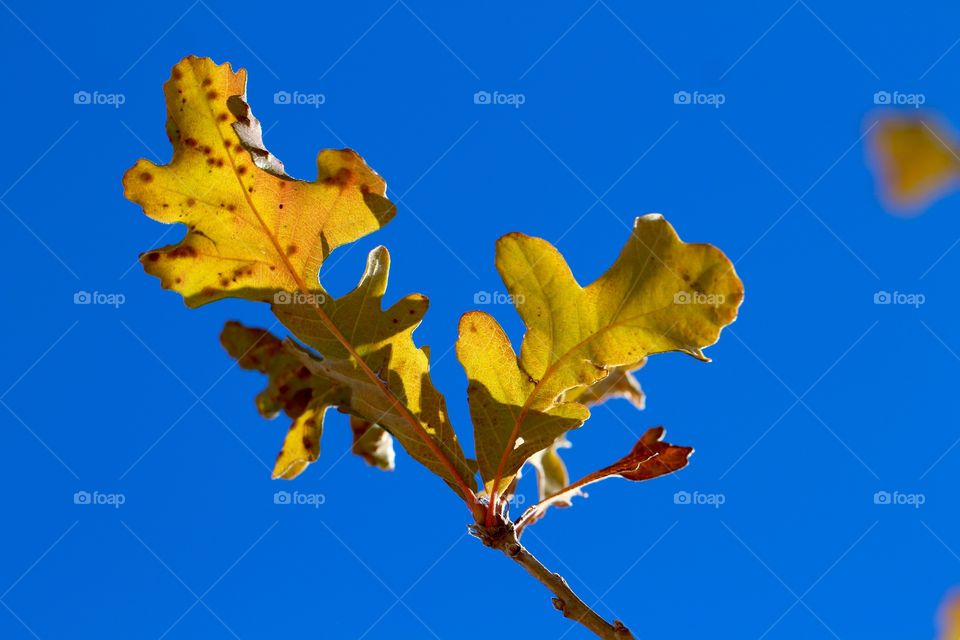 Oak Leaves on Blue Sky