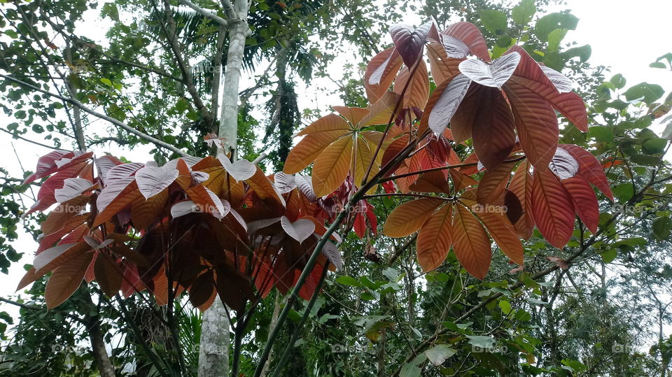 DAS NATUR, NATÜRLICHES LICHT, UMWELT, PFLANZENWELT, SONNENLICHT, BÄUME, BLÜTEZEIT, GUTES WETTER, HIMMELBLAU Haaallooouuu liebe freunde
Woooow! Wunderbar!!!👍👍👍💙
Ich gebe da 5 große sterne ⭐⭐⭐⭐⭐ warum habt Wunderbar ...