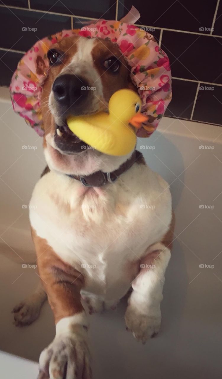 Bassist hound found her ducky ready for her bath 