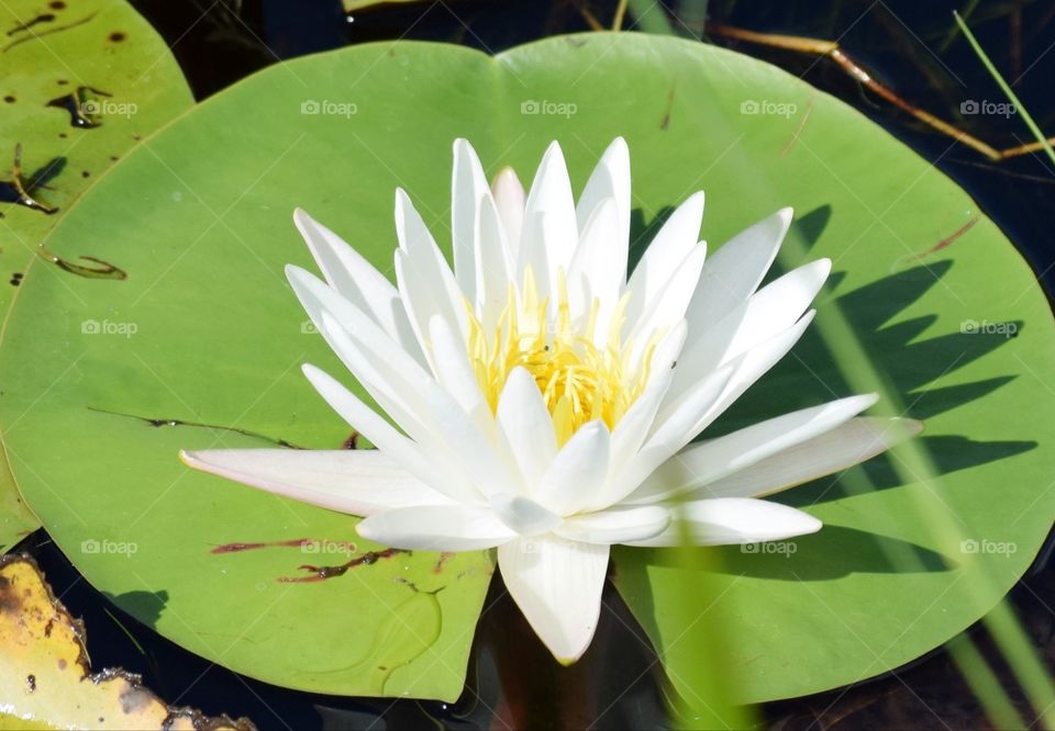 white lily flower