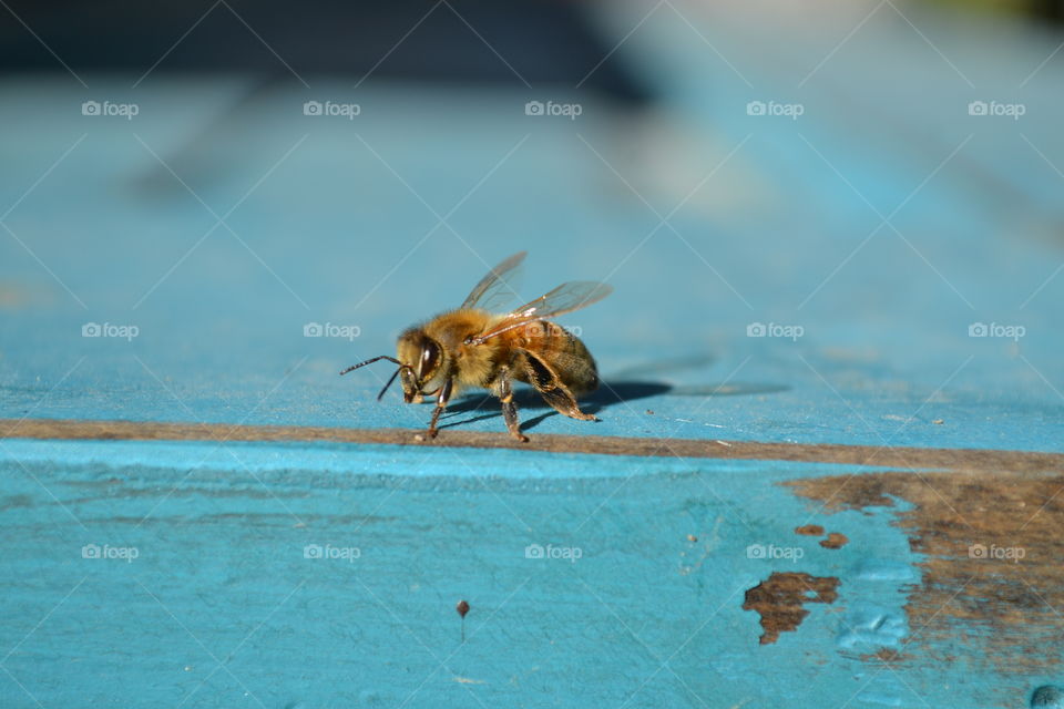 Honeybee on blue bench.