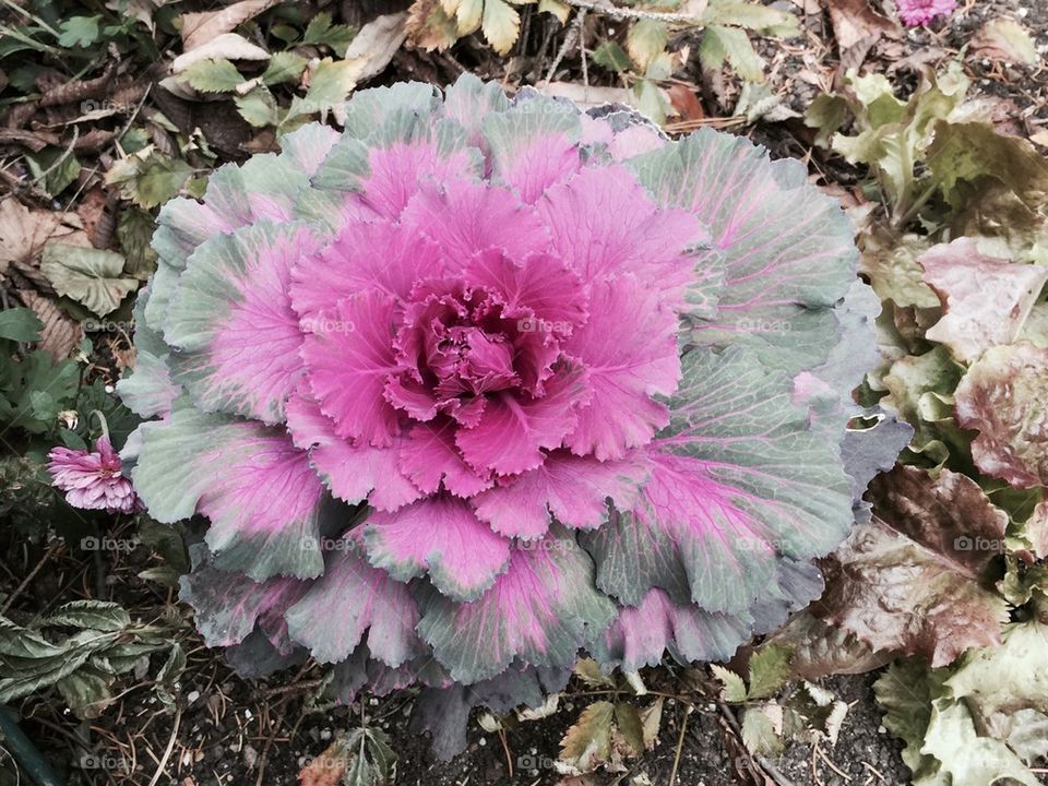 Cabbage in the Fall